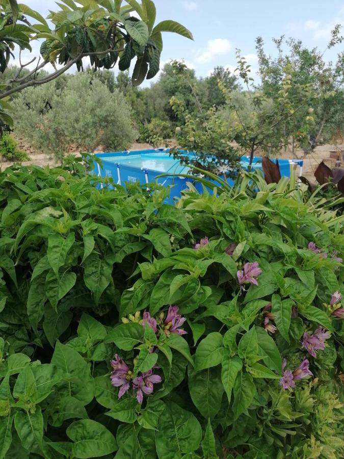 Alojamiento Rural Masia Valldeperez L'Ampolla Eksteriør bilde